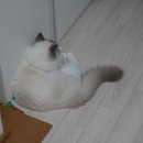 블루랙돌 이미지