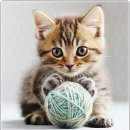 아담스펫강아지&가필드고양이 | 아담스펫 강아지분양, 고양이분양 인천본점 이용 후기!