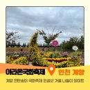 계양구 푸드마켓 | 계양 아라온 천만송이 가을꽃 국화축제🌸인생샷 가득한 가을 나들이 데이트