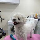 편안한댕 이미지