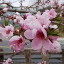 SPRING A-1 이미지