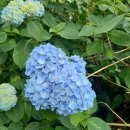 자락길 민박 이미지