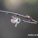 고운신발