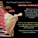 견갑배신경 (Dorsal Scapular Nerve) 이미지