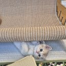 달콤하니냥 이미지