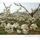 흔들리며 피는 꽃 이미지