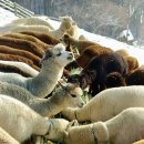 알파카정비 이미지