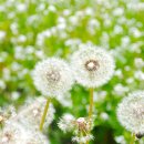 풀빛동산 이미지