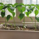 칠보농장 이미지