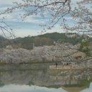 안경매니져(당진읍내점) | [당진 구경] 면천 골정지(26. 4. 12 상황) 벚꽃 개화 상황입니다.