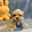 도그마루 강아지고양이 무료분양 이미지