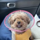 반곡동 작은동물병원 이미지