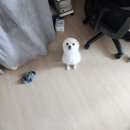 형제농장1호 | 나의 보물 리뷰 - 🐶희복&amp;연두😺