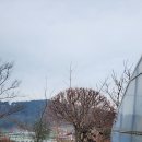 나무뜨락 이미지