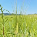 💚🌾탄금공원 청보리밭 산책 &amp; 상추 물주기🥬💚 이미지