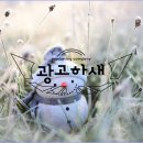 광고하새