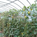 참외, 복수박 넝쿨 정리 이미지