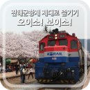진해군항제 제대로 즐기기, 당일치기 여행코스 추천