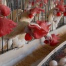 만수양계장 이미지