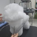 광주애견미용학원