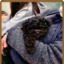 부산강아지분양 알프펫 이미지