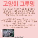 애정그루밍 이미지