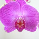 대명돛대 이미지