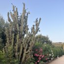 G00154 | 이탈리아 여행기 (쉴틈없이 먹은 로마와 눈물나는 인천행)