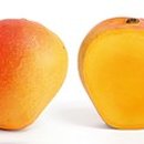 망고(MANGO)
