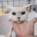 언제나고양이 이미지