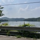 초평밤나무 이미지