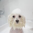 스위프트살롱 이미지