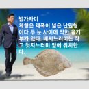 물고기의 사랑과 생애(범가자미) 이미지