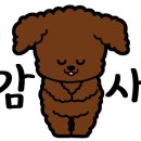 콩이카센타 이미지