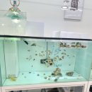 좋은인연 | 좋은 인연.. 무료분양후기