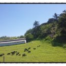 평원흑염소농장 이미지