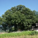 남원 진기리 느티나무 이미지