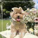 내서읍726 | (창원) 애견카페 '포둥포둥' 방문후기