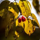 단풍약국 이미지