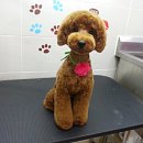 24시 아이동물메디컬센터 이미지