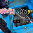 오늘은향어 이미지
