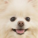 네일프레션