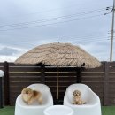 뽀아 하우스 이미지