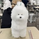 일산에이스애견미용학원