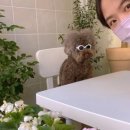 요미요미 강아지미용실 이미지