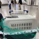 (주)스파크펫 | 청주-제주 국내선 아시아나항공 반려견 동반후기 (feat. 15kg 중형견)