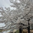 베네호텔 | 서울 근교 벚꽃 엔딩? 여긴 이제 시작! 2026 의정부 호원 페스타 제대로 즐기는 꿀팁 7가지와 숨겨진...