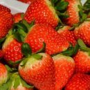 홍성1농장 이미지