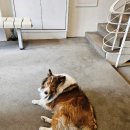 Happiness puppy 이미지