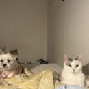 바다속친구들(장기점) 이미지